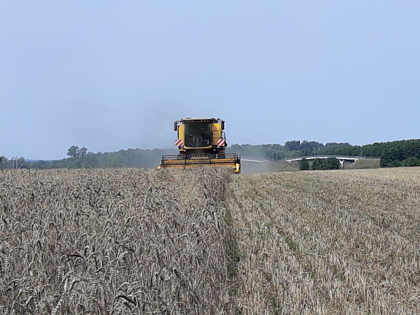 Zbiór pszczenicy kombajnem New Holland